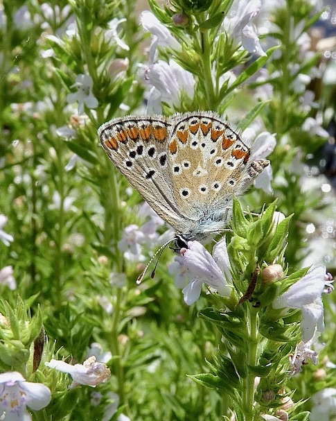 brown argus